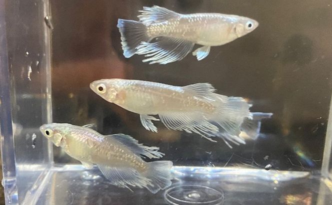 菊まるめだかの【マリアージュロングフィン8匹】 生き物 魚 観賞魚 ヒレ フサフサ 青白い光 キラキラ 雄 雌 幼魚 若魚 ペット 飼育 玄関 リビング 