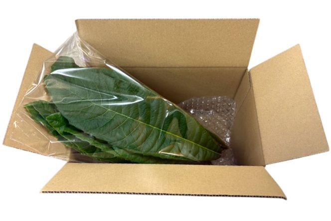 ビワの葉 10枚 100g以上 [海洋館 宮城県 気仙沼市 20565792] 葉 ビワ びわ 葉っぱ