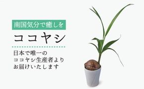 ココヤシ 観葉植物 《糸島》【はざま園芸】[AND004] 観葉植物 室内 室内用 自宅 ココヤシ インテリア 植物
