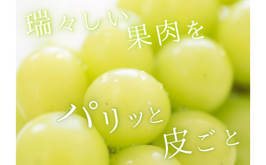 シャインマスカット 約500g / ぶどう ギフト 贈答 旬 フルーツ 果物 和歌山 紀美野町産 9月 ※2026年9月上旬～順次発送【frt512-r-0d5】