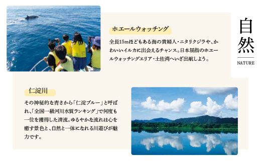 土佐文旦 家庭用 約10キロ（2L～4Lサイズ：16～21玉) 大玉 先行予約 数量限定 文旦 ぶんたん ブンタン 土佐文旦 柑橘 フルーツ 果物 