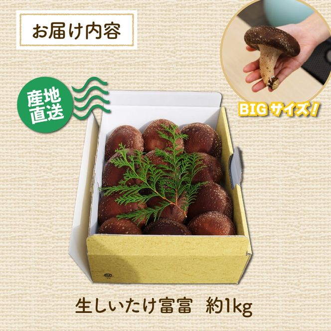 生 しいたけ 富富（とむとむ）約1kg さのさんち 椎茸 シイタケ 肉厚 ジューシー きのこ 静岡県 藤枝市 人気 野菜 旬 安心 安全 JGAP認証農場