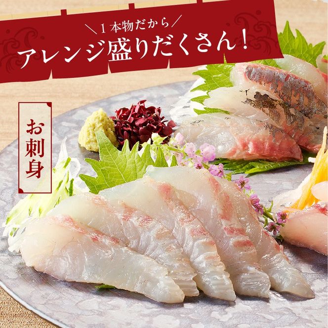 【12ヶ月定期便】大和海商の朝どれ鮮魚直送定期便　2.5kg N072-YG0186