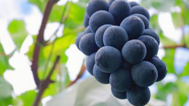 【 桐箱入り 】 ナガノパープル 1房 【2026年8月から発送開始】（茨城県共通返礼品 [ぶどう]：結城市産） 果物 フルーツ マスカット ぶどう ギフト 贈答 プレゼント 桐箱 [BI338-NT]