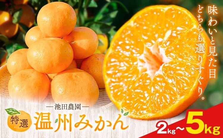 特選 温州みかん 選べる内容量 2kg 3kg 5kg 池田農園[11月上旬-12月末頃出荷]熊本県 玉名郡 玉東町 みかん ミカン 柑橘 フルーツ 果物 自然栽培 栽培期間中農薬・肥料不使用---gkt_ikd_4_2kg---