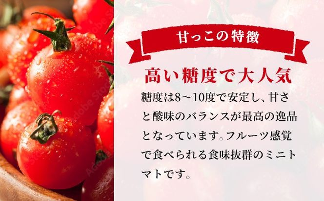 ＜先行予約＞北海道伊達産 ミニトマト 甘っこ 3kg【55250940】とまと 甘い 野菜 やさい 人気 新鮮 産地直送 農家直送 先行受付