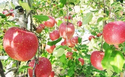 [蜜入り]滝田りんご訳ありサンふじ3kg(8〜10玉)[予約受付] [532]