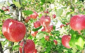 滝田りんご訳ありサンふじ３㎏（8～10玉） 【532】