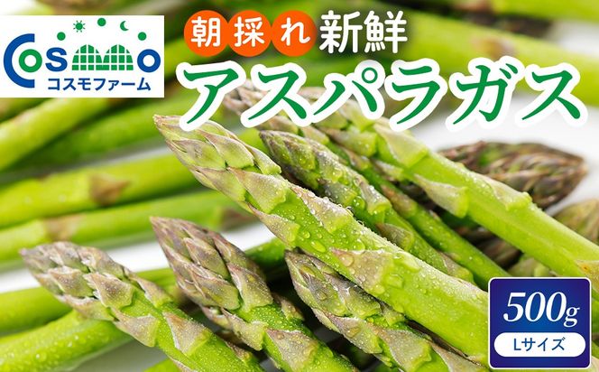 朝採り新鮮アスパラガス 500g【Lサイズ】 | 野菜 アスパラガス グリーンアスパラ 旬 とれたて 春野菜 春 朝採り 朝採れ とれたて 新鮮 みずみずしい サラダ 甘い お取り寄せ 産地直送 冷蔵 岐阜県 瑞穂市