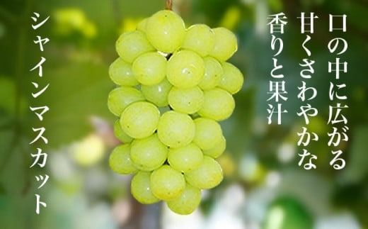 【訳あり】シャインマスカット ＆ ナガノパープル 約1.5kg 3～5房 ［小布施屋］家庭用 規格外 不揃い 傷 果物 フルーツ ぶどう 葡萄 ブドウ 数量限定 期間限定 クール便 冷蔵便 令和7年産 【2025年9月中旬～10月下旬発送】 ［A-218］