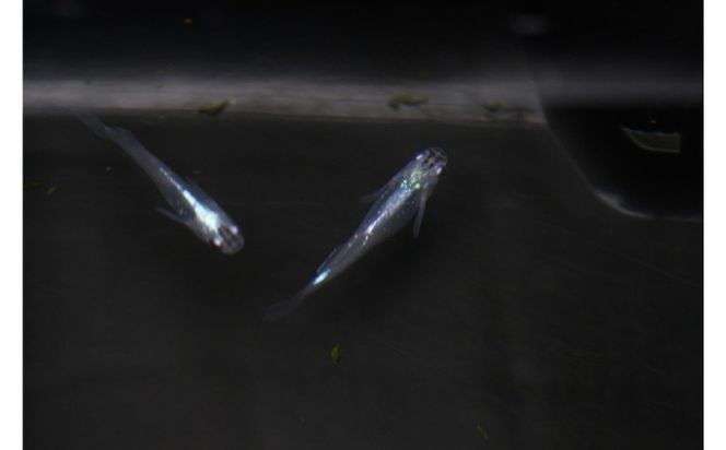 下総めだかの学校厳選！紫陽花（あじさい）めだか 2ペア4匹 生き物 鑑賞