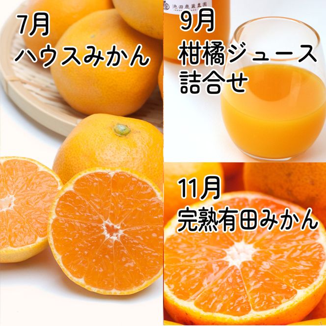 家庭用 柑橘定期便M（奇数月）全6回 ［IKE308］ 303446_BB90217