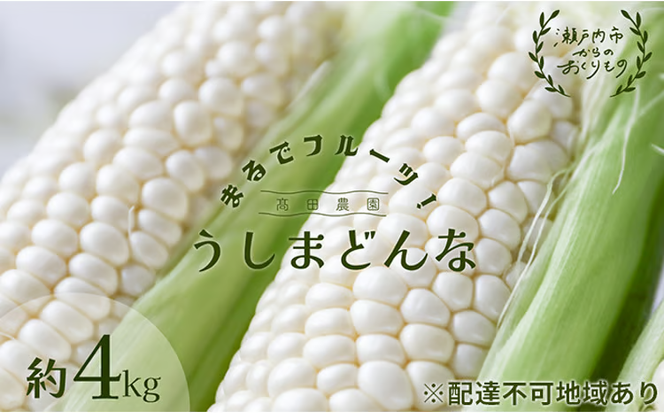 ［2026年先行予約］ 牛窓産とうもろこし まるでフルーツ！ 生で甘い、茹でて美味い！ 白色とうもろこし 「うしまどんな」約4kg（8～12本入り） 野菜 ホワイトコーン 夏野菜 おやつ 間食 お弁当 バーベキュー BBQ[№5735-1233]