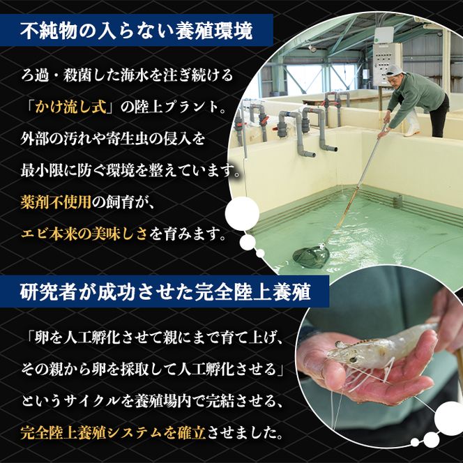 薩摩橙王エビ(4尾入×2パック) 国産 鹿児島県産 阿久根市産 えび 海老 魚貝類 魚介類 海産物 養殖 冷凍 期間限定 数量限定 焼き海老 焼きエビ バナメイエビ シロアシエビ 生食可 【リージョナルフィッシュ株式会社】akn105-01