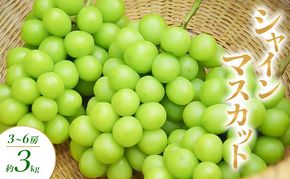 【2026年発送】シャインマスカット 3～6房 約3kg ぶどう ブドウ 葡萄 マスカット 果物 フルーツ 長野県 長野 山ノ内町