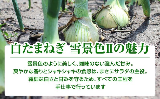 【2027年夏発送】富良野産 白玉ねぎ 雪景色II 約5kg （約15～25玉）新玉ねぎ 野菜 甘い 新鮮 直送 玉ねぎ 玉葱 サラダ 北海道 富良野 幕田農園