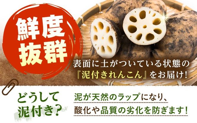 厳選 泥付きれんこん 2本 手掘り1本物 （常温） 野菜 レンコン 愛西市 / JAあいち海部れんこんセンター 【配送不可地域：北海道・沖縄・離島】[AEDK005]