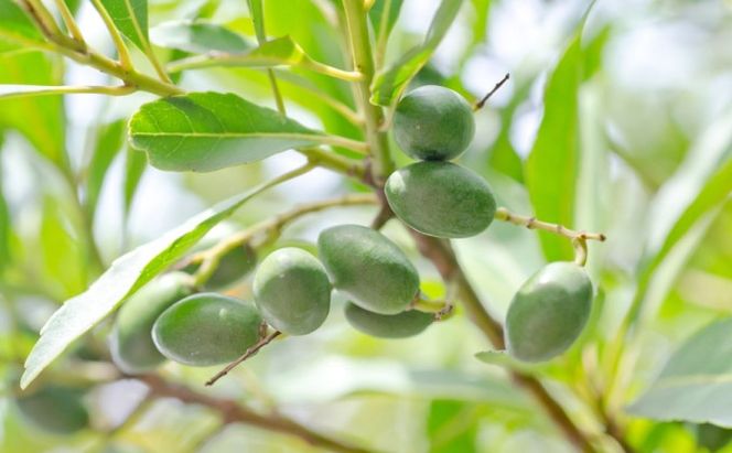 鉢植え 苗木 オリーブの木 6号 オリーブ 高さ約60～80cm 植物 ガーデン ガーデニング 