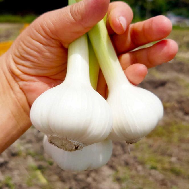 【先行予約】平戸にんにく＆ハッピーマンセット 約3kg〈2026年10月～11月末頃発送〉 ニンニク 自然乾燥平戸にんにく ピーマン 野菜 やさい おかず 副菜 お弁当 新鮮 おいしい 採れたて 国産 訳あり 高知県 土佐市【株式会社植田ファーム】[BQAT010]