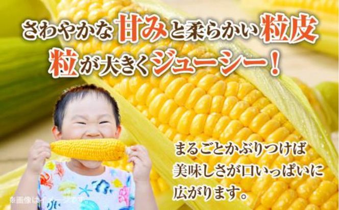 瀬戸内イエローコーン 約3kg【2027-6月上旬～2027-7月中旬配送】 372013_T006-143J