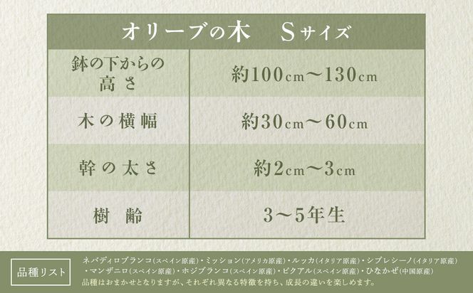 オリーブの木　Sサイズ　高さ約100～130cm 372013_KB003