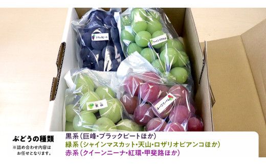 旬のぶどう詰合せ 色とりどりの種類おまかせ 約3kg(5～10房) (石岡市 共通返礼品) ぶどう シャインマスカット 巨峰 詰め合わせ 果物 フルーツ 旬 人気 産直 採れたて 新鮮 秋 国産 【 2026年9月中旬から発送開始 】