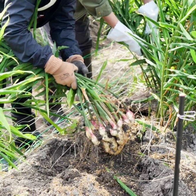 【2026年発送分予約】京都府産　新生姜 3kg 栽培期間中 農薬 化学肥料 除草剤不使用 生姜 しょうが 酢漬け 薬味 野菜 紅茶 ガリ チューハイ 健康 国産 おつまみ