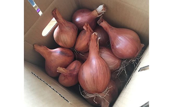 【2026年10月中旬～発送】希少！香味 野菜 ベルギーエシャロット ふらの産 約2kg 北海道 富良野市 (岡本ファームズ) 新鮮 玉ねぎ 直送 道産 ふらの 送料無料 数量限定 先着順