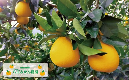 【 訳あり 】 河内晩柑 5kg 先行予約 <発送期間：4月上旬～無くなり次第終了> 八百みかん農園 の かわちばんかん 7000円 家庭用 5kg 先行 事前 予約 受付 みかん 愛南ゴールド 美生柑 文旦 グレープフルーツ 和製 防腐剤不使用 愛媛 産地直送 国産 農家直送 糖度 果樹園 期間限定 数量限定 特産品 ジュース 人気 限定 愛南  新鮮 さわやか 甘い フルーツ 果物 柑橘 蜜柑