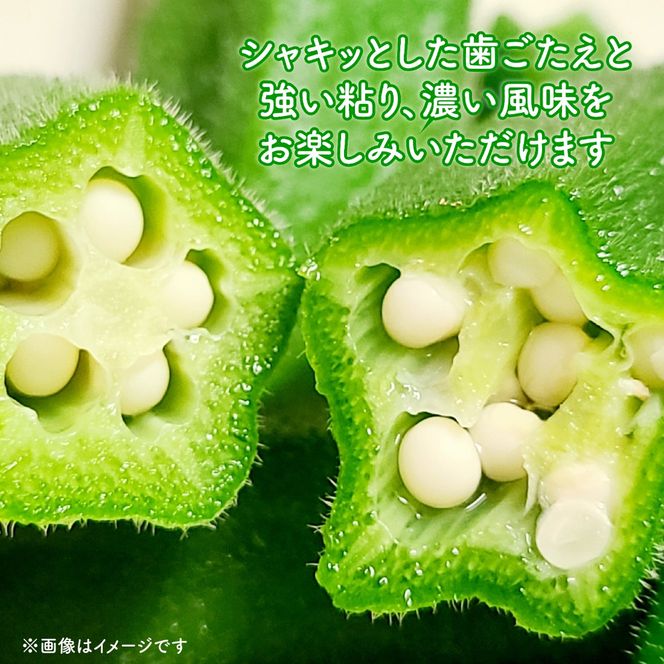 生キクラゲ500g オクラ500g セット 計1kg きのこ キノコ キクラゲ きくらげ おくら 野菜 生きくらげ やさい さのさんち JGAP認証農場 国産 調理 中華 スープ 肉巻き 天ぷら 夏 静岡県 藤枝市