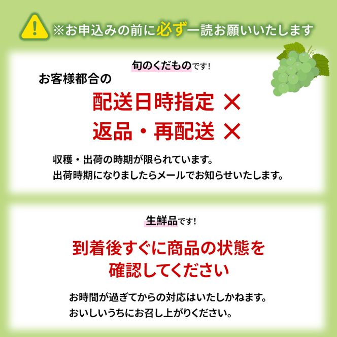 【2026年発送】志賀高原の麓で育った シャインマスカット 3～5房 約2kg ※お届け日時指定不可 ぶどう フルーツ 果物 デザート 長野県 長野