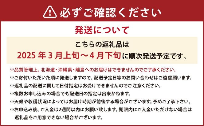 春のあまおう（2L・2A・G規格以上 約250-270g×6パック）【数量限定】 いちご 苺 あまおう 果物 くだもの フルーツ 肉厚 ジューシー 福岡県産 【2025年3月上旬～4月下旬発送予定】