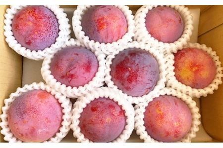 【2025年発送分 先行予約】貴陽（L）9玉　すもも プラム スモモ 李 くだもの 果物 やまなし 山梨フルーツ 産地直送 富士川町