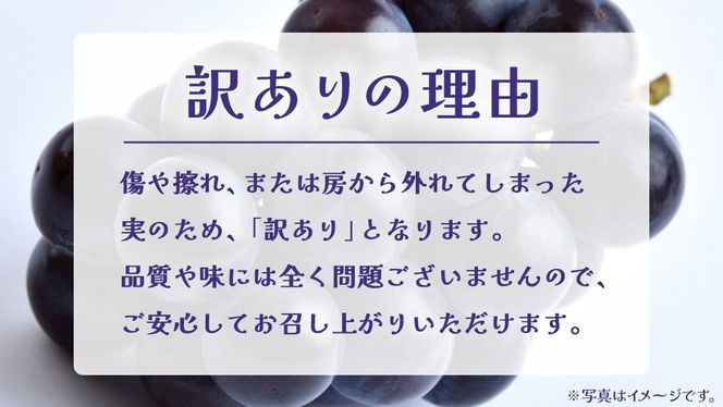 【 訳あり 】 巨峰 3kg 【2026年9月発送開始】(茨城県共通返礼品：大子町) ぶどう 葡萄 ブドウ フルーツ 果物 スイーツ わけあり ワケあり ご自宅用 ご家庭用 自分用