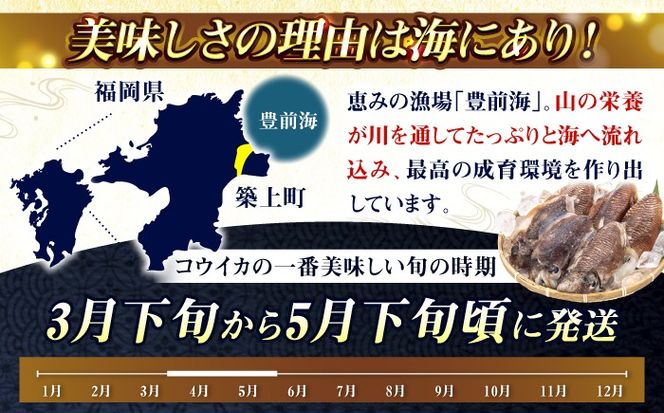 築上町で捕れた コウイカ 約3kg (7〜15杯)《築上町》【明青丸】 いか イカ 海鮮 おつまみ 新鮮 海鮮丼 刺し身[ABCB008]