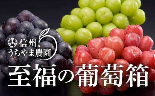 【秋に届く】至福の葡萄箱(3色セット) 合計約1.5kg《信州うちやま農園》■2025年発送■※10月上旬頃～10月下旬頃まで順次発送予定