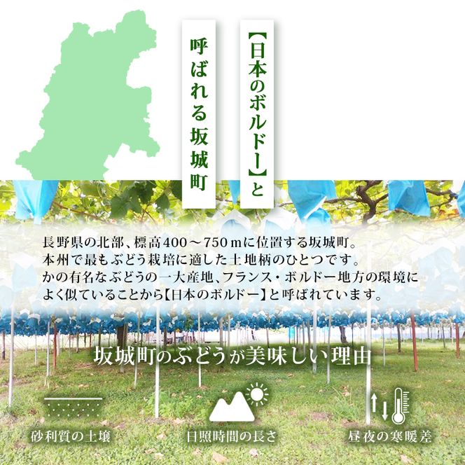 【11・12月発送】富山葡萄園の冷蔵シャインマスカット 2kg以上（3-4房）長野 信州 坂城 産地直送※配送不可エリアあり※ 果物類 ぶどう ブドウ フルーツ 