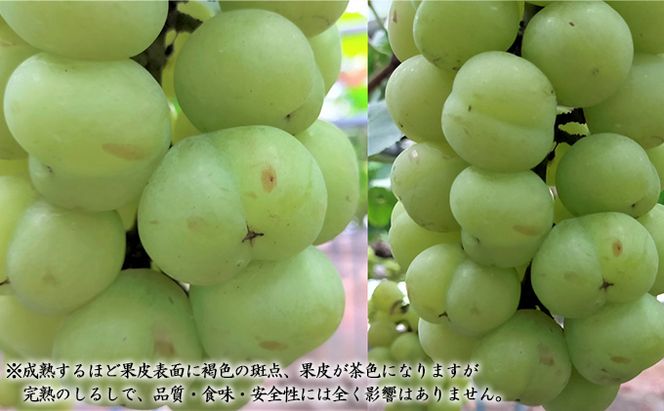 ぶどう 2026年 先行予約 特選 桃太郎 ぶどう 1房 約700g ブドウ 葡萄  岡山県産 国産 フルーツ 果物 ギフト いろは堂 