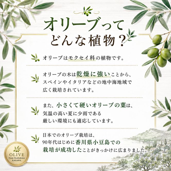 【 小豆島 】小豆島のオリーブ苗木　2本セット　（特大） 地域のお礼の品 