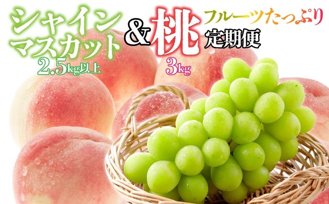 【フルーツたっぷり定期便】桃 約3kg(7～12玉)×シャインマスカット2.5kg以上(3～6房) 126-026 | 定期便 桃 シャインマスカット 山梨県産 フルーツ 果物 くだもの シャイン シャインマスカット 新鮮 人気 おすすめ 山梨 笛吹市 |