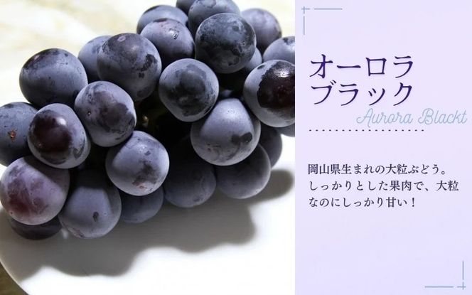 【2026年先行予約】【訳あり】NISSHOKU FARM ご家庭用ぶどう２種セット 2房 約1.0kg / ぶどう 詰め合わせ ブドウ 葡萄 シャインマスカット ピオーネ クイーンニーナ オーロラブラック 先行予約 フルーツ 訳あり 果物 大粒サイズ 【nisfarm020-01】