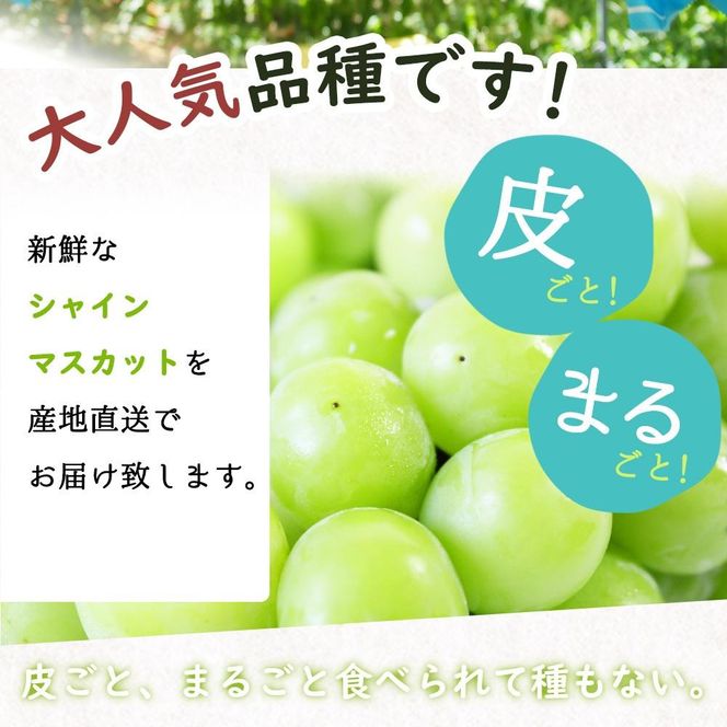 紀州有田産シャインマスカット　約3kg【先行予約】【2025年8月下旬以降発送予定】	AN025