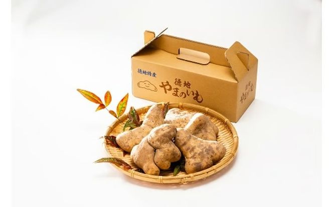 D533 徳地やまのいも箱入り1㎏（秀）