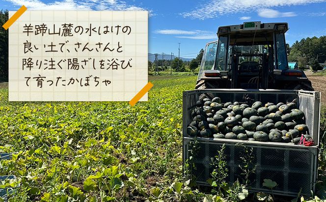 【 訳アリ 】 かぼちゃ じゃがいも 約 10kg 10月 発送 予定 リストファーム サイズ 混合 馬鈴薯 キタカムイ 南瓜 カボチャ 芋 ポテト イモ 産地直送 野菜