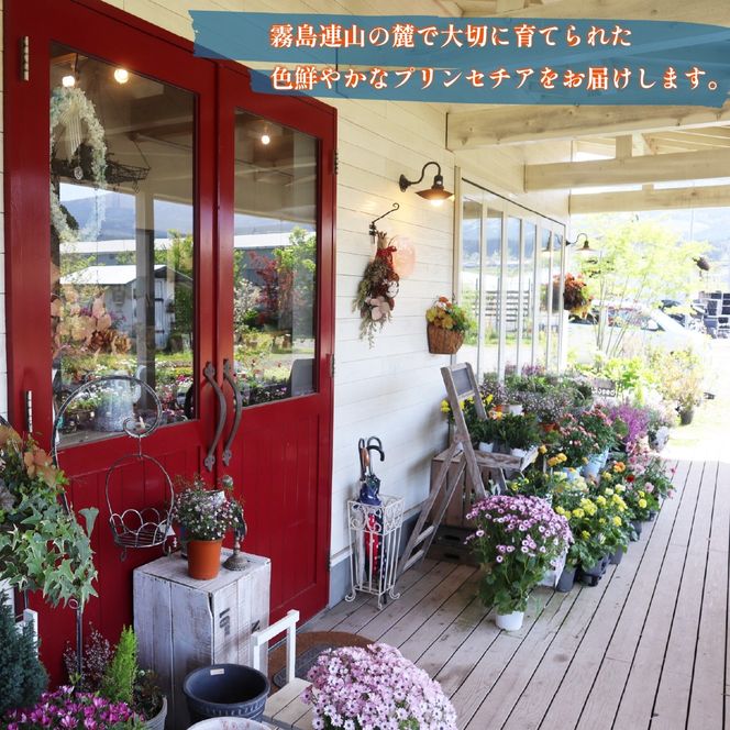 プリンセチア ピンクホワイト（観葉植物 植物 5号鉢 贈答 贈り物 プレゼント ギフト）