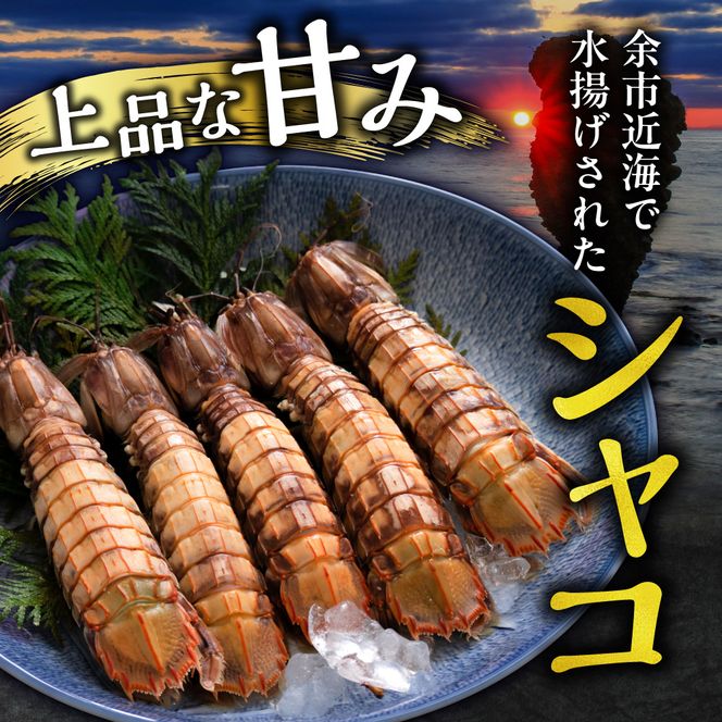 獲れたての味！北海道余市産 ボタンエビ 300g＋ボイルシャコ300g セット 地元漁港直送 急速超低温冷凍 刺身用 海鮮丼 生食可 国産 天然 食べ比べ 海の幸 詰め合わせ 送料無料_Y022-0027