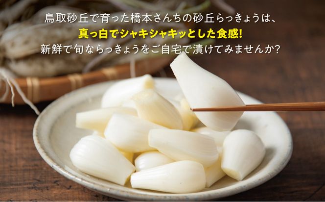 橋本さんちの根付き生らっきょう 3.6kg 312011_BL004