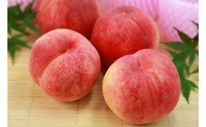 桃 先行予約 川中島白桃 秀品 約 3kg (6～11玉) フルーツ 果物 夏 旬 2026年 8月発送