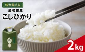 米 こしひかり 2kg 農家直送 特別栽培米 コシヒカリ 精米 お米 酢飯 新生活 贈り物 人気米 ご飯 白米 コメ 贈答 静岡県 藤枝市