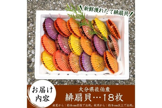 緋扇貝 (計18枚) 海鮮 ヒオウギ貝 BBQ バーベキュー 炭火焼 酒蒸し ご当地 国産 大分県 佐伯市産  屋形島で後藤さんが育てた緋扇貝 大分県 佐伯市【AX61】【後藤緋扇養殖販売】